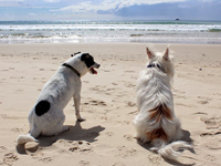 pet friendly vacation rentals Gulf2Beach